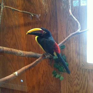 Green Aracari