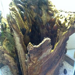 Madagascar Hissing Cockroach