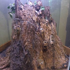 Giant Cave Cockroach