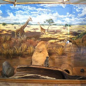 Meerkat Exhibit Mural
