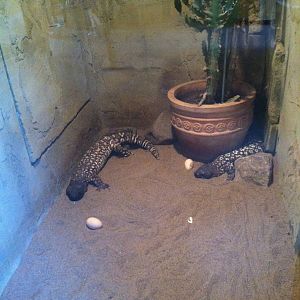Mexican Beaded Lizard