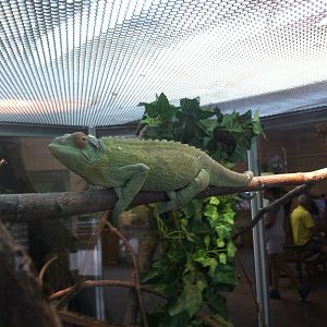 Jackson's Chameleon