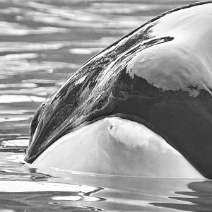 Jun. 2015 - Dine With Shamu - Corky