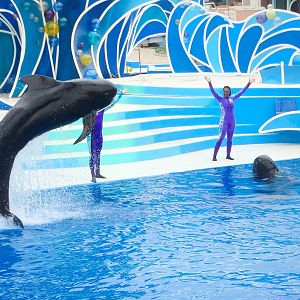 Jun. 2015 - Dolphin Days - Pilot Whales