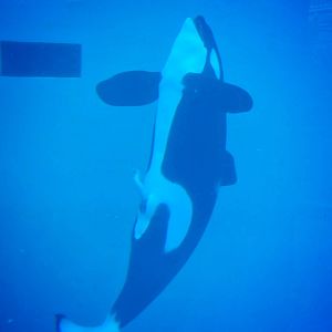 Jun. 2015 - Ulises Erect