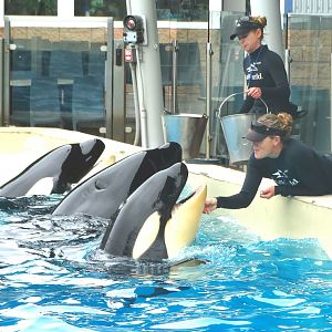 Jun. 2015 - Baby Amaya