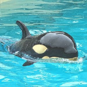 Jun. 2015 - Baby Amaya