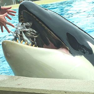 Jun. 2015 - Dine With Shamu - Keet