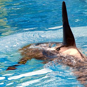 Jun. 2015 - One Ocean - Nakai's Perfect Dorsal