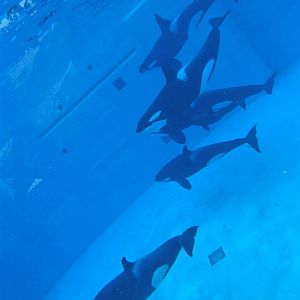 Jun. 2015 - Nakai, Shouka, Orkid, Amaya, Kalia and Makani