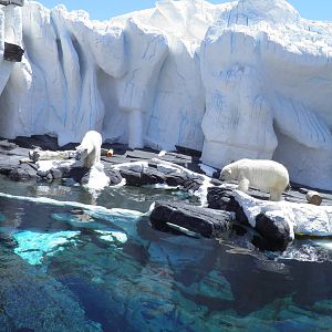 Polar Bear Exhibit
