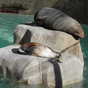 Guadalupe fur seal and California sea lion pup sleeping