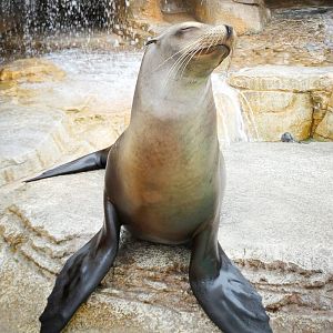 Jun. 2015 - Pinniped Point - California Sea Lion