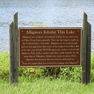 Alligators in nearby river!