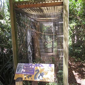Tawny Frogmouth Exhibit