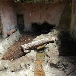African Crested Porcupine Exhibit