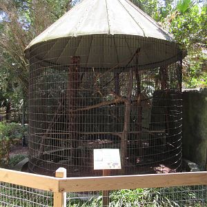 White-Faced Saki Monkey Exhibit