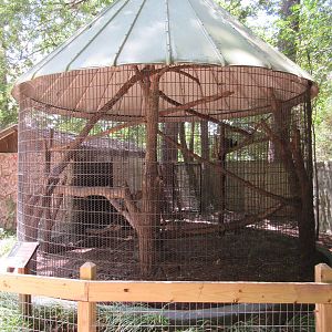 DeBrazza's Monkey Exhibit
