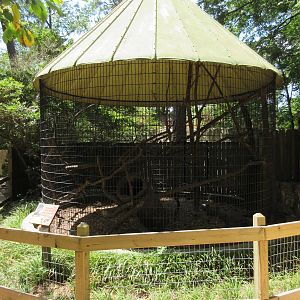 Black and White Ruffed Lemur Exhibit