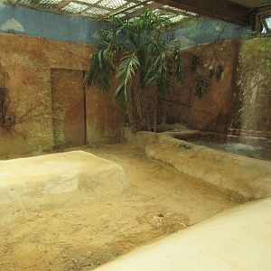 Komodo Dragon Indoor Exhibit
