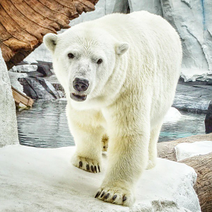 Jun. 2015 - Wild Arctic - Szenja