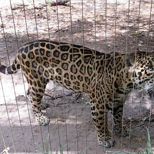 Jaguar