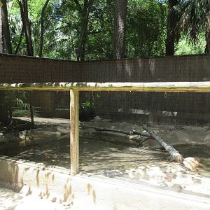 Chinese Alligator Exhibit
