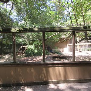 Malayan Tapir Exhibit
