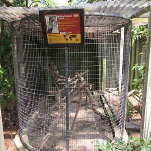 White-Cheeked Turaco Exhibit