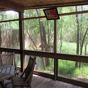Bay Duiker/West African Crowned Crane Exhibit