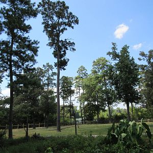 Masai Giraffe/Bontebok Exhibit