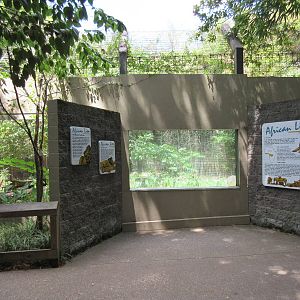 African Lion Exhibit
