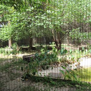 African Lion Exhibit