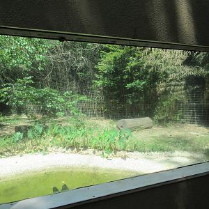 African Lion Exhibit