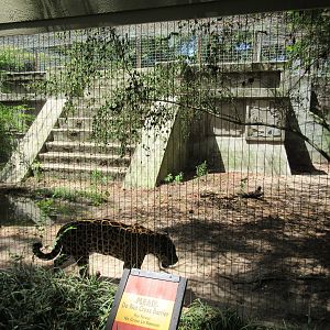 Jaguar Exhibit