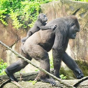 Jul. 2015 - Gorilla World - Asha and Baby Mondika