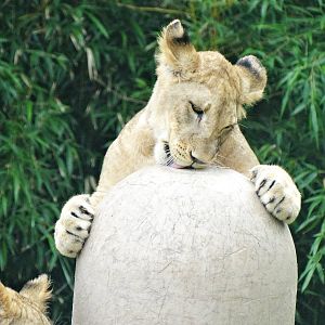 Jul. 2015 - Africa - Juvenile African Lion