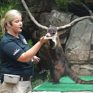 Jul. 2015 - Wings of Wonder Bird Show - Watson - White-nosed Coatimundi