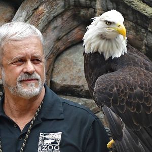 Jul. 2015 - Wings of Wonder Bird Show - Sam - Bald Eagle