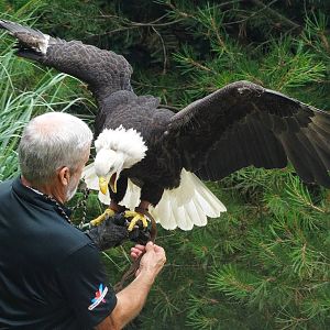 Jul. 2015 - Wings of Wonder Bird Show - Sam - Bald Eagle