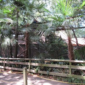 Spectacled Owl Exhibit