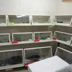 Snakes in Terrariums