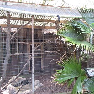 Yellow-Billed Hornbill Exhibit