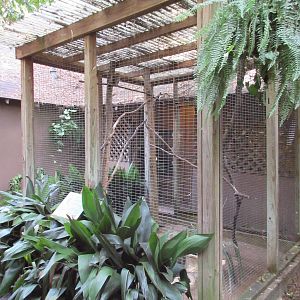 Eastern Screech Owl Exhibit