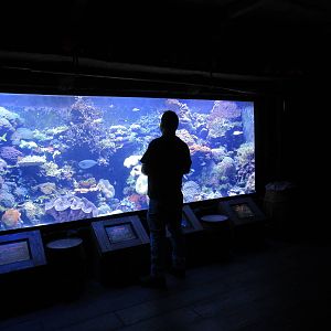 Coral Reef Exhibit