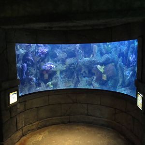 Lionfish Exhibit