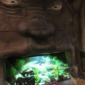 Electric Eel Exhibit - inside a mouth!