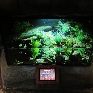Electric Eel Exhibit