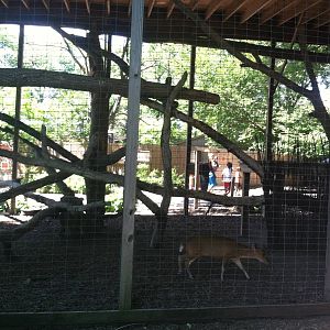 Reeves' Muntjac