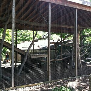Muntjac/Peafowl Exhibit